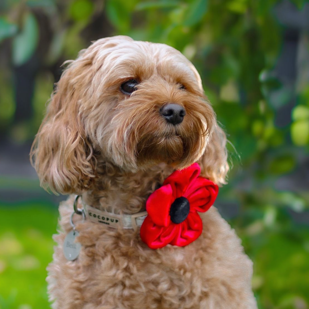 Cocopup London – wholesale Pet collar – Dog – Poppy Collar Flower16
