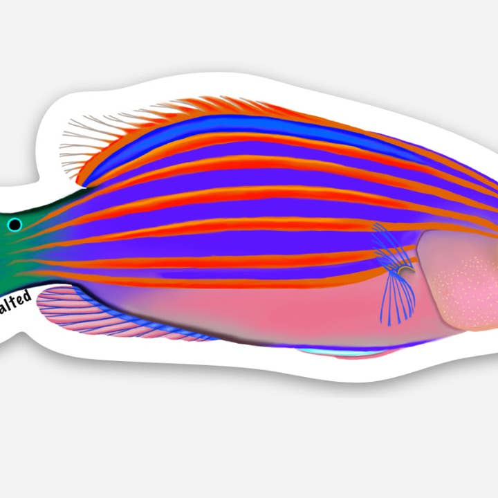 Autocollant Sixline Wrasse pour la vente par Freshly Salted LLC