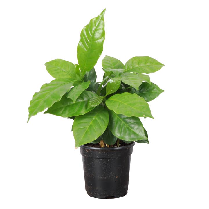 Thorsen's Greenhouse - Wholesale Live Plant - Coffee Plant - Live Plant1
