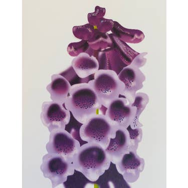 Studio Daedre - Wholesale Stationery/Notecard Set - Foxglove Flower - Boxed Note Cards0