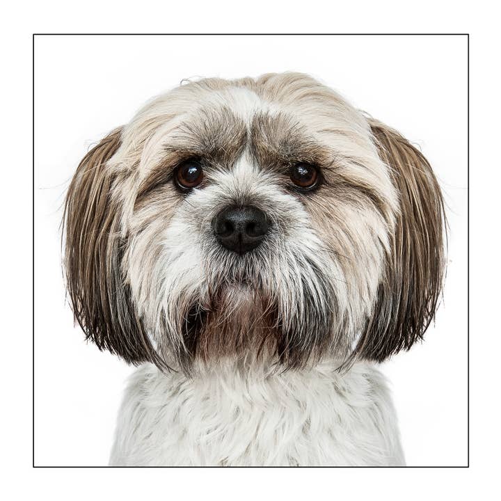 GRUFFPAWTRAITS – wholesale Everyday greeting card – Shih tzu - Dog Greeting Card 3