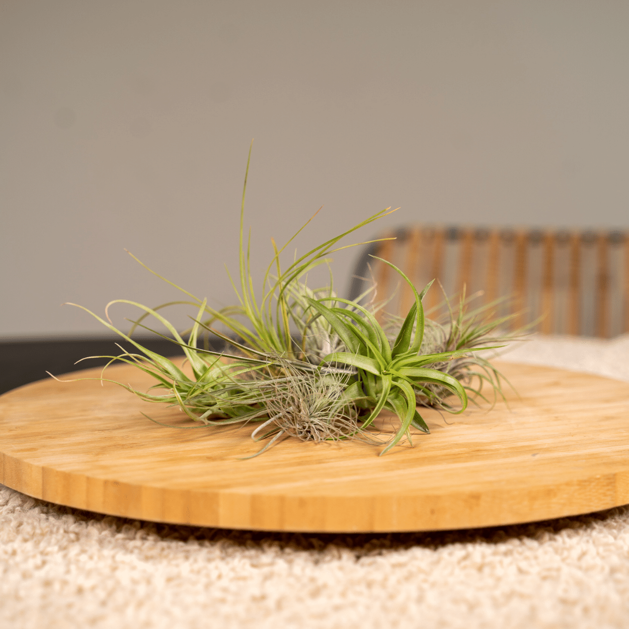 Oasis of Life – wholesale Live plant – Tillandsia Air Mix – 20 Pieces of Air Plants – Ø6cm – approx. 6cm high – Easy-care Tillandsia Mix – Soil-free & decorative – For creative home ideas1