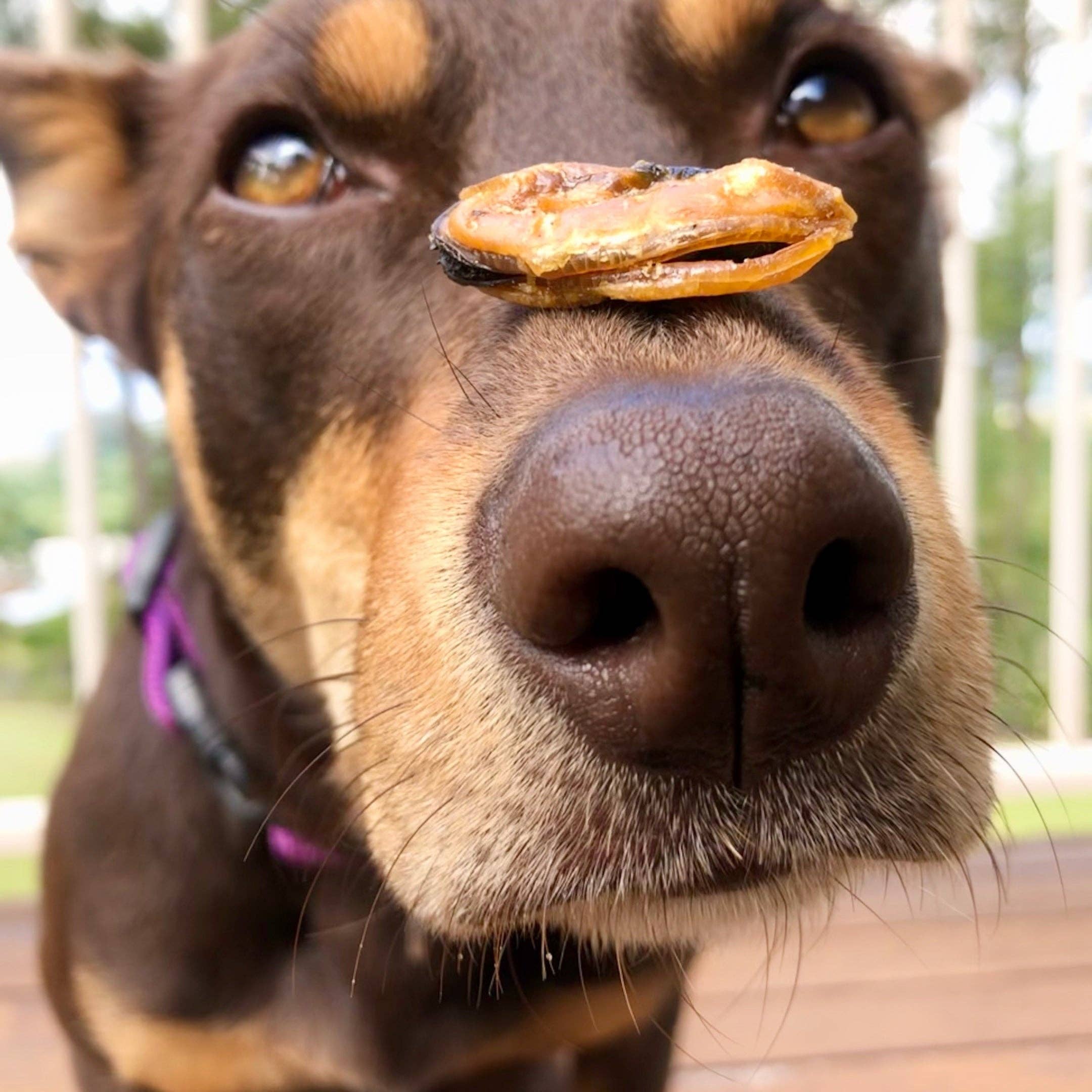 Rover Pet Products - Wholesale Pet Treats - Dog - Gettn' Lippy Wit It - Green Lipped Mussels2