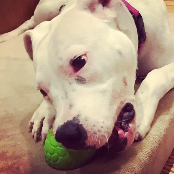 Green Dinosaur Egg - Chew and Enrichment Toy for wholesale on Faire6