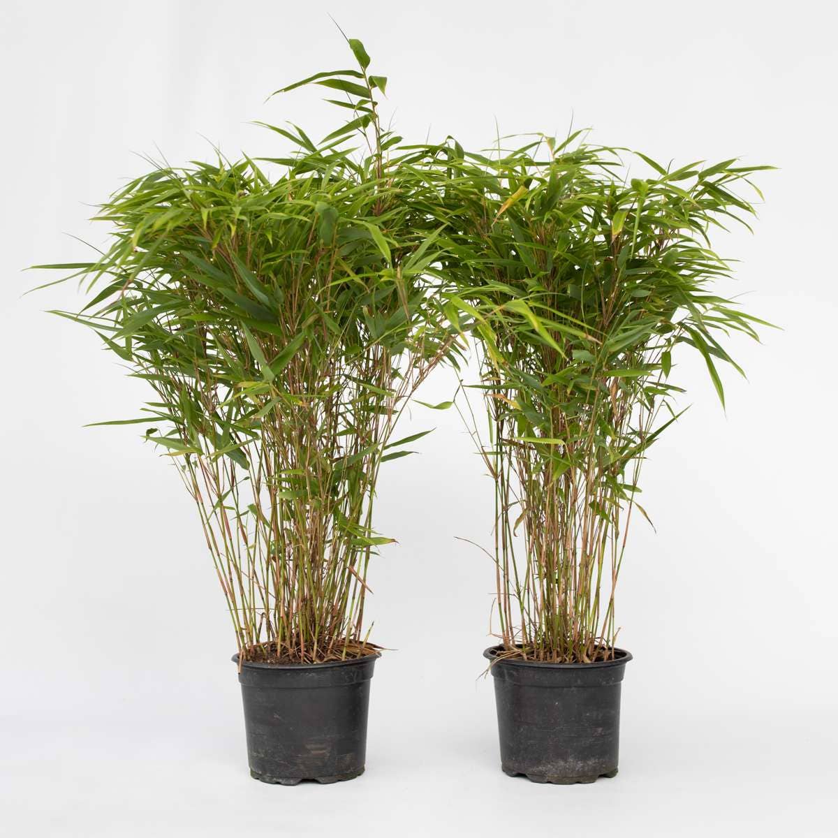 Oasis of Life - Wholesale Live Plant - Bamboo – 6 plants – Fargesia nitida 'Gansu' – Hardy, non-invasive bamboo for hedges & privacy screens – Evergreen & easy to care for – Height 50–70cm – Ø17cm0