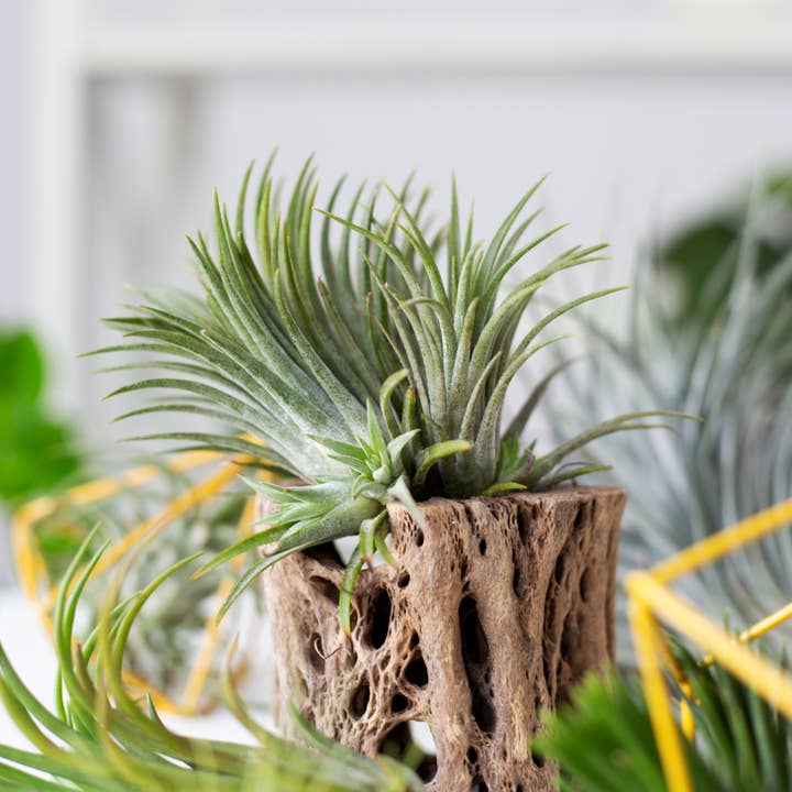 Best Plant Friend - Wholesale Live Plant - Assorted Air Plants Randomly Picked - Tillandsia Plants