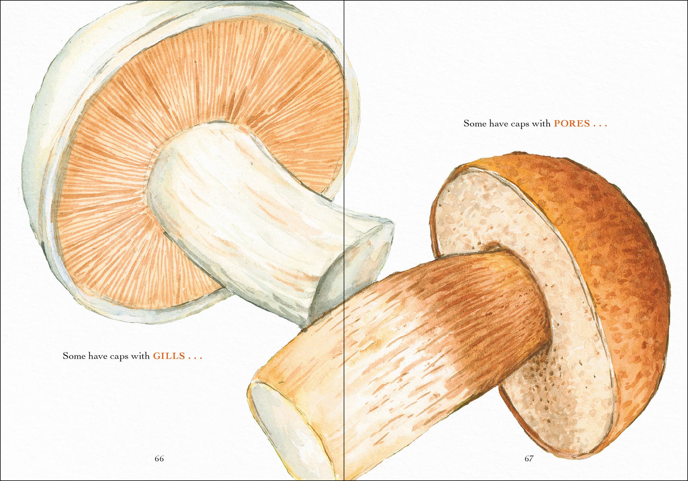 AdventureKEEN - Wholesale Nature & Outdoors - Wonder of Mushrooms21