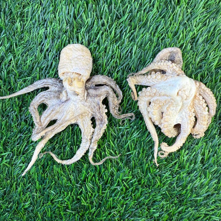 Golden Nibbles - Wholesale Pet Treats - Dog - Baby Octopus - Bag of 5 - Freeze Dried Treats for Dogs & Cat4