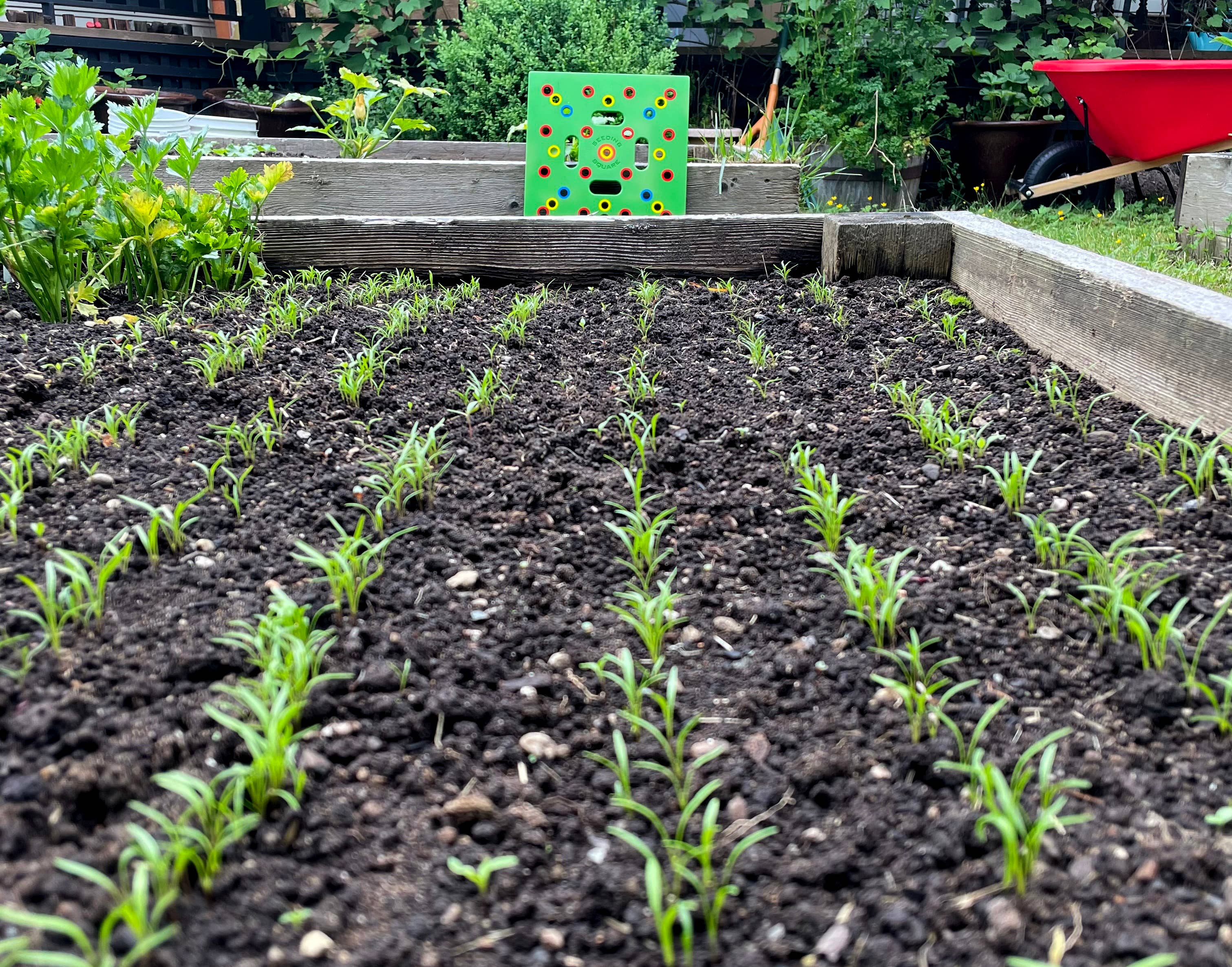 Seeding Square - Wholesale Garden Tool - SEEDING SQUARE Garden Spacing Template for Maximum Yield24