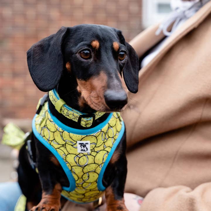 Giddings Gifts - Wholesale Pet Harness - Dog - Tennis Ball Dog Harness