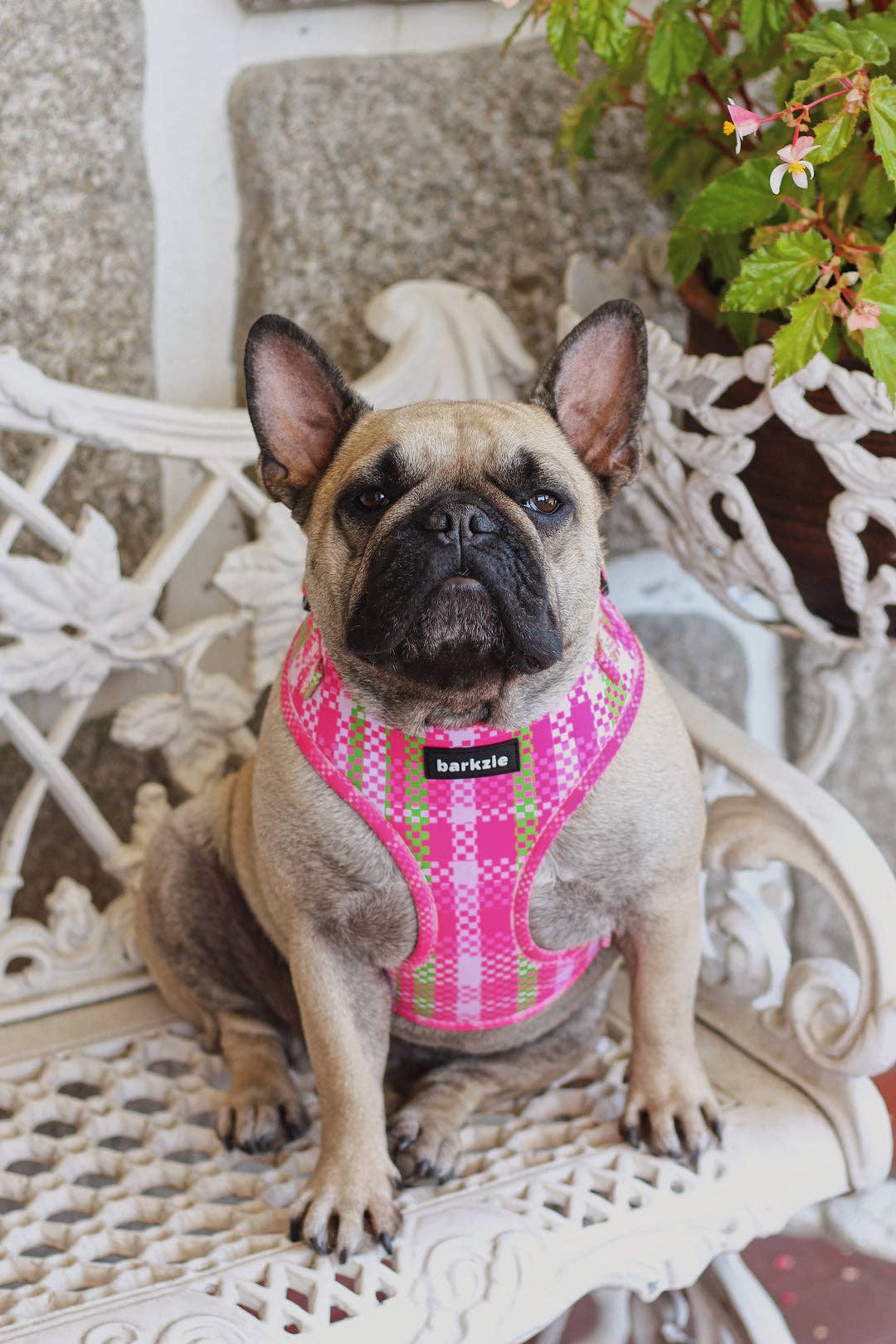 barkzie – Engroshandel Kæledyrssele – Hund – Justerbar sele - Santa Monica8