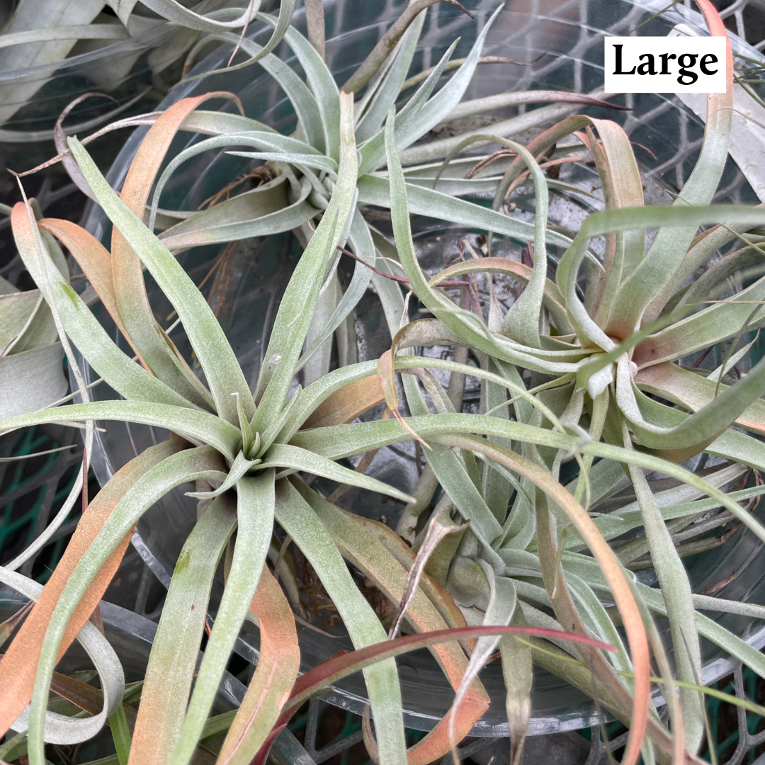 Thorsen's Greenhouse - Wholesale Live Plant - Air Plant - Assorted14