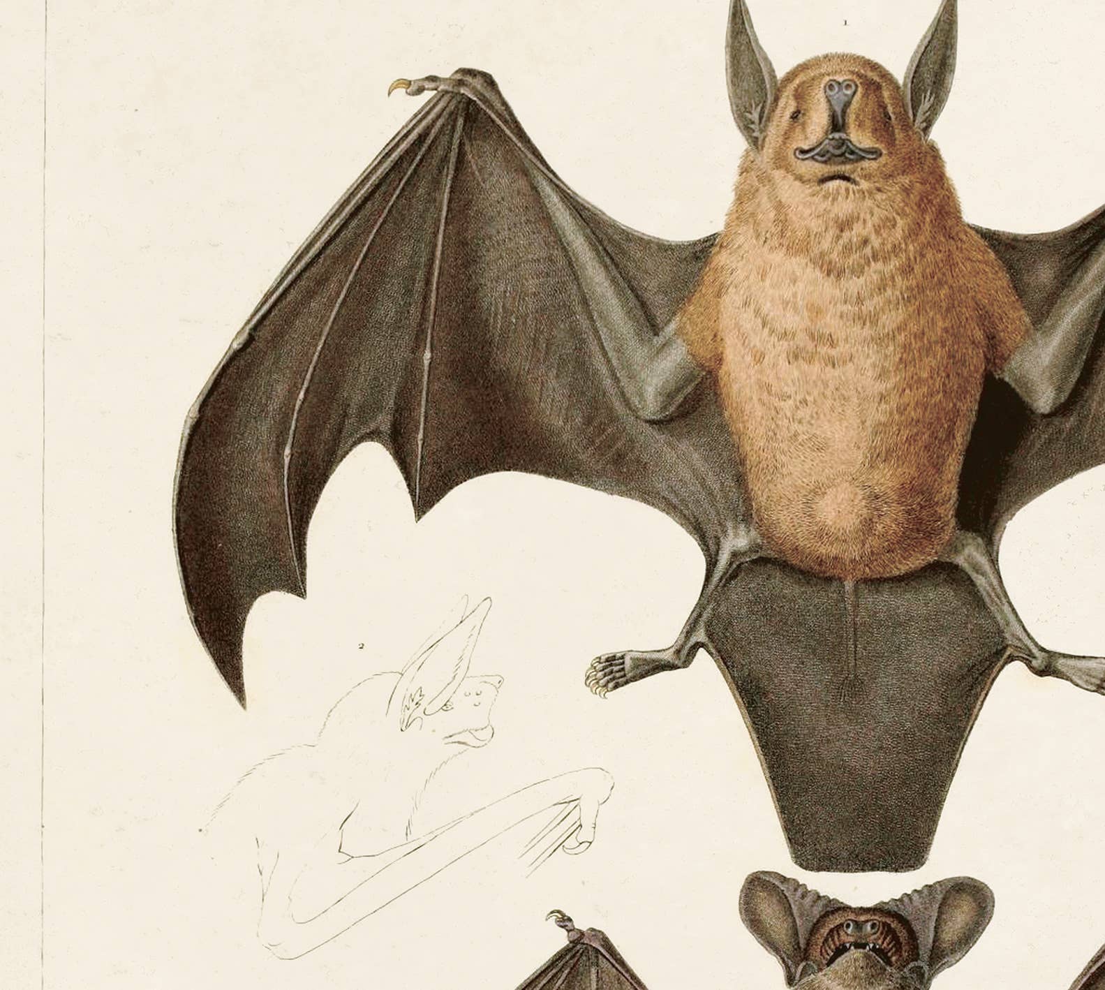 Curious Prints - Wholesale Art Print - Vintage Mexican Freetail Bat Print w/ optional frame2