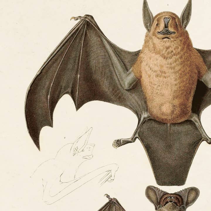 Curious Prints – wholesale Konsttryck – Vintage Mexikansk Freetail Bat Print med valfri ram2