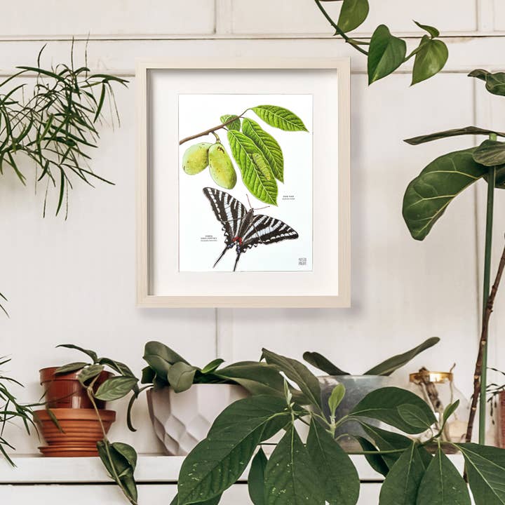 Moss and Mineral - Wholesale Art Print - Zebra Swallowtail Butterfly and Paw Paw, Botanical Illustrat3
