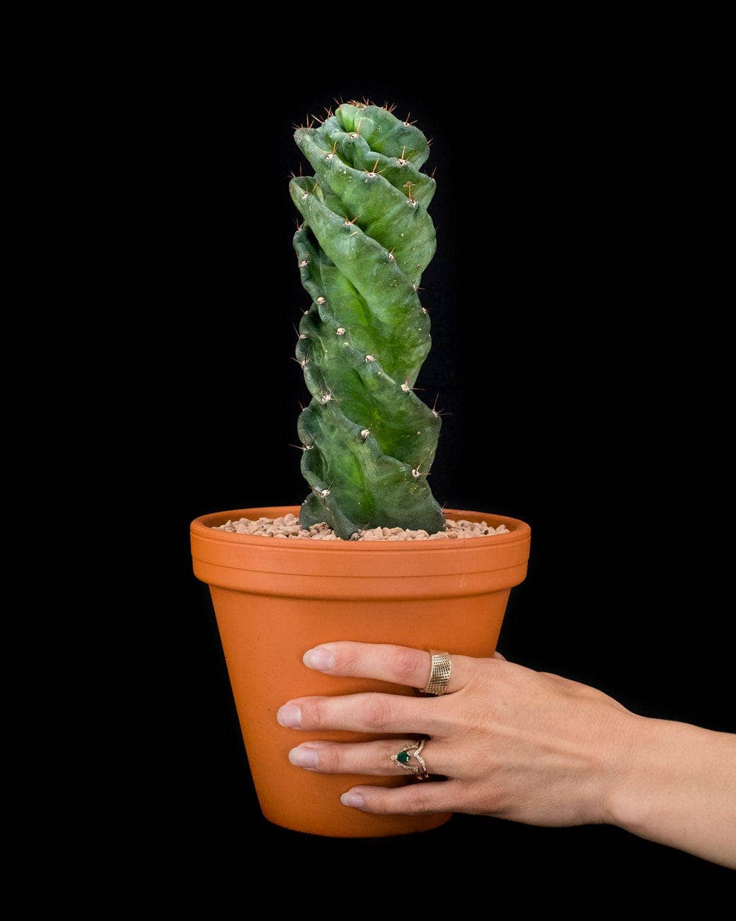 Tula House - Wholesale Live Plant - Cereus forbesii 'spiralis'1