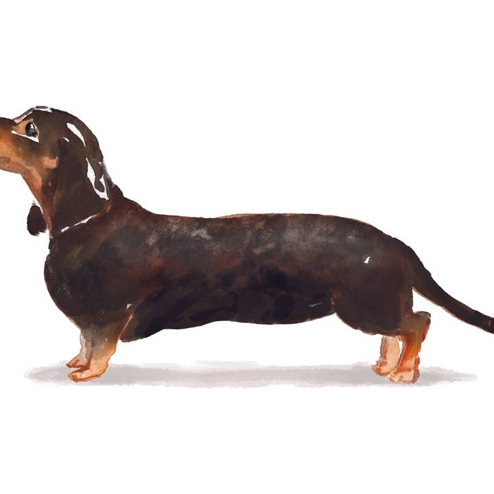 Cartes de correspondance Teckel, noir et feu pour la vente par Bourbon & Bacon