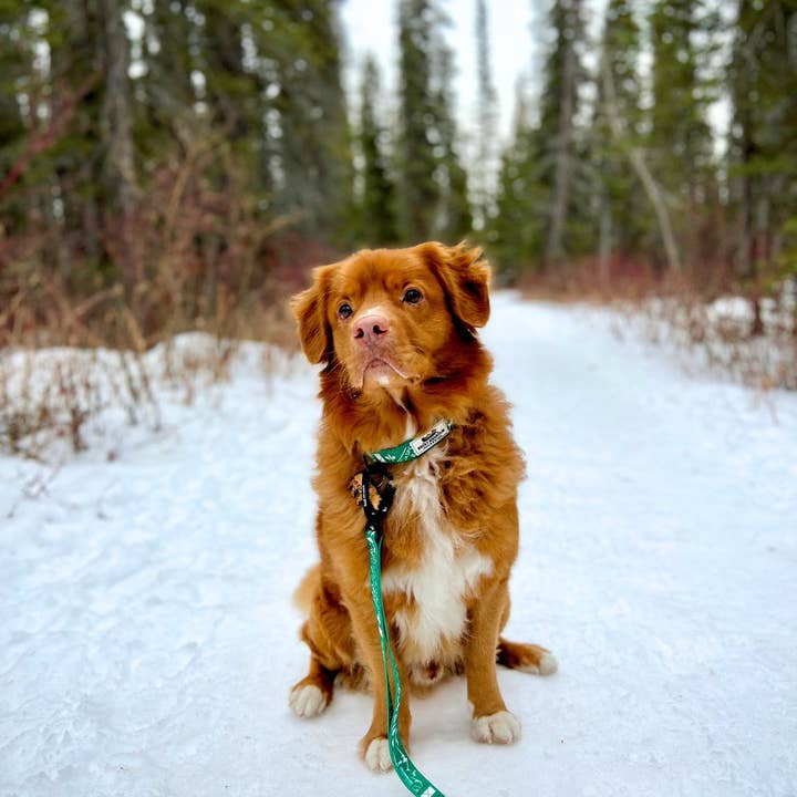 Rocky Mountain Dog - Vendita all'ingrosso Guinzaglio - Cani - Guinzaglio per cani Canadian Rockies