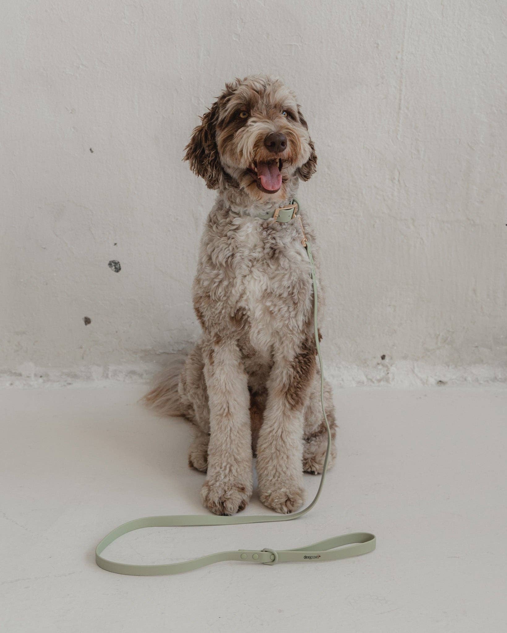 dexypaws – trela - Cão por atacado – Guia impermeável para cães em verde sálvia1