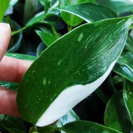 Philodendron White Princess variegated 2.5" | Rare Houseplant for wholesale by OrchidBox