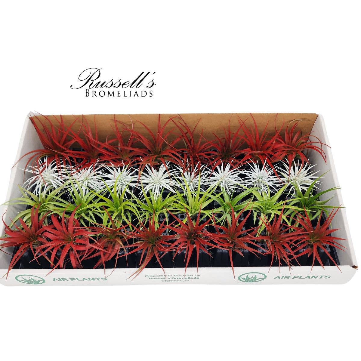 Russell's Bromeliads - Wholesale Christmas Decoration - The Christmas Air Plant Counter Display1