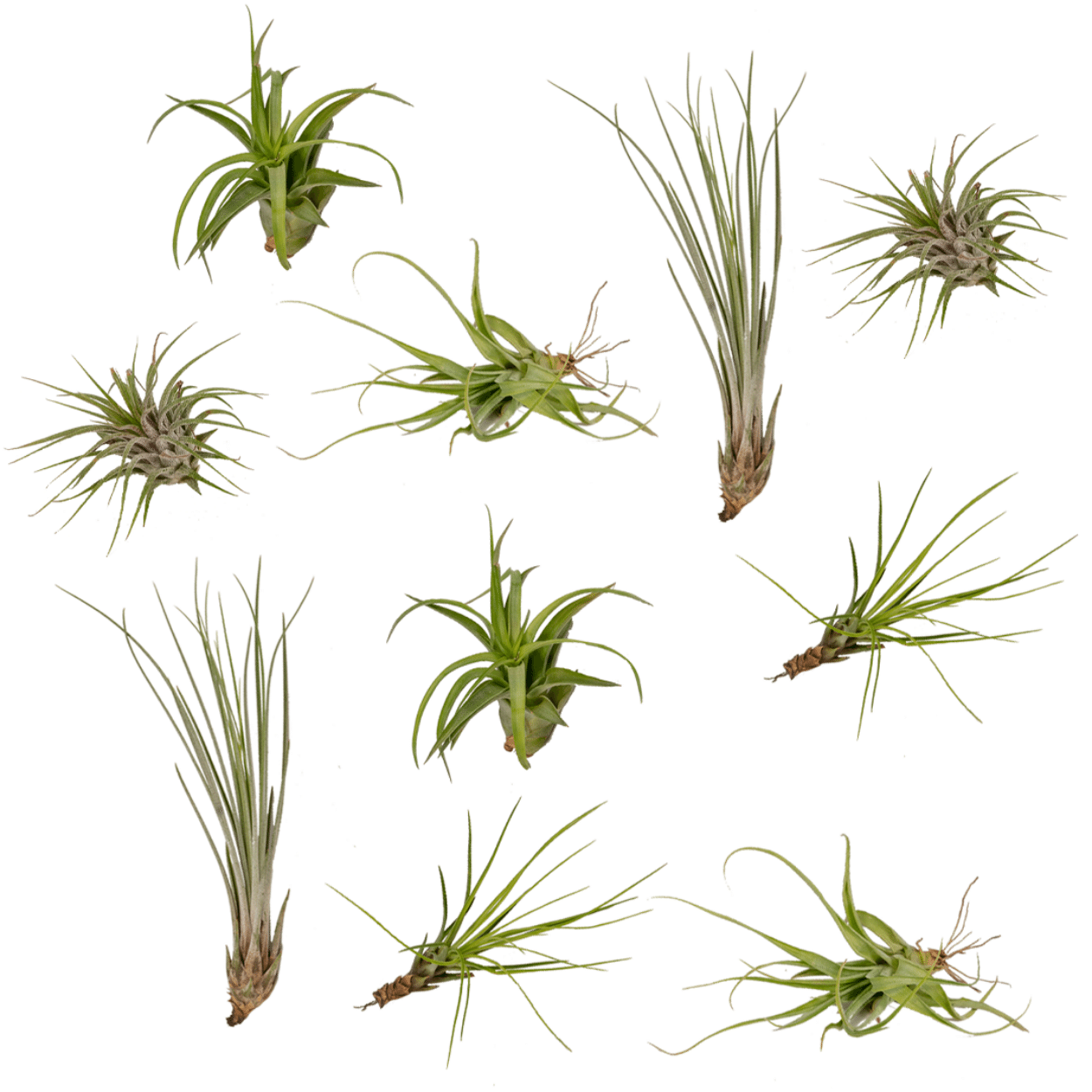 Oasis of Life - Wholesale Live Plant - Tillandsia Air Mix – 10 Air Plants – Ø6cm – approx. 6cm high – Easy-care Tillandsia Mix – For creative decor & bright interiors0