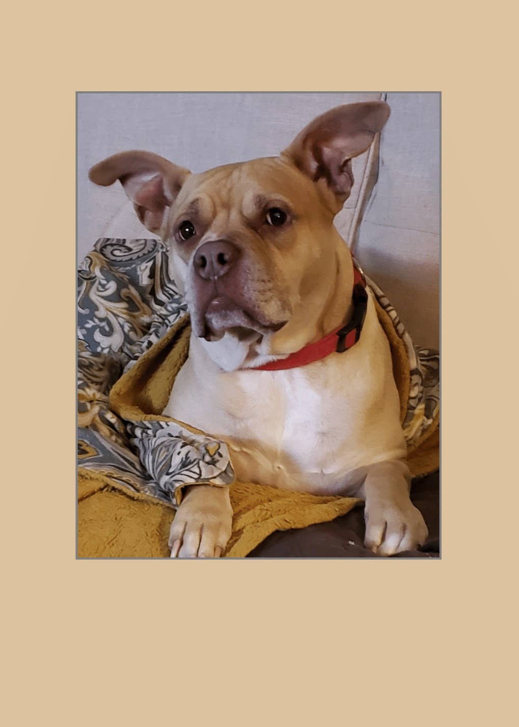 1216 Trading Company - Wholesale Everyday Greeting Card - Paw Talk Greeting Card - Just For Fun - 040031