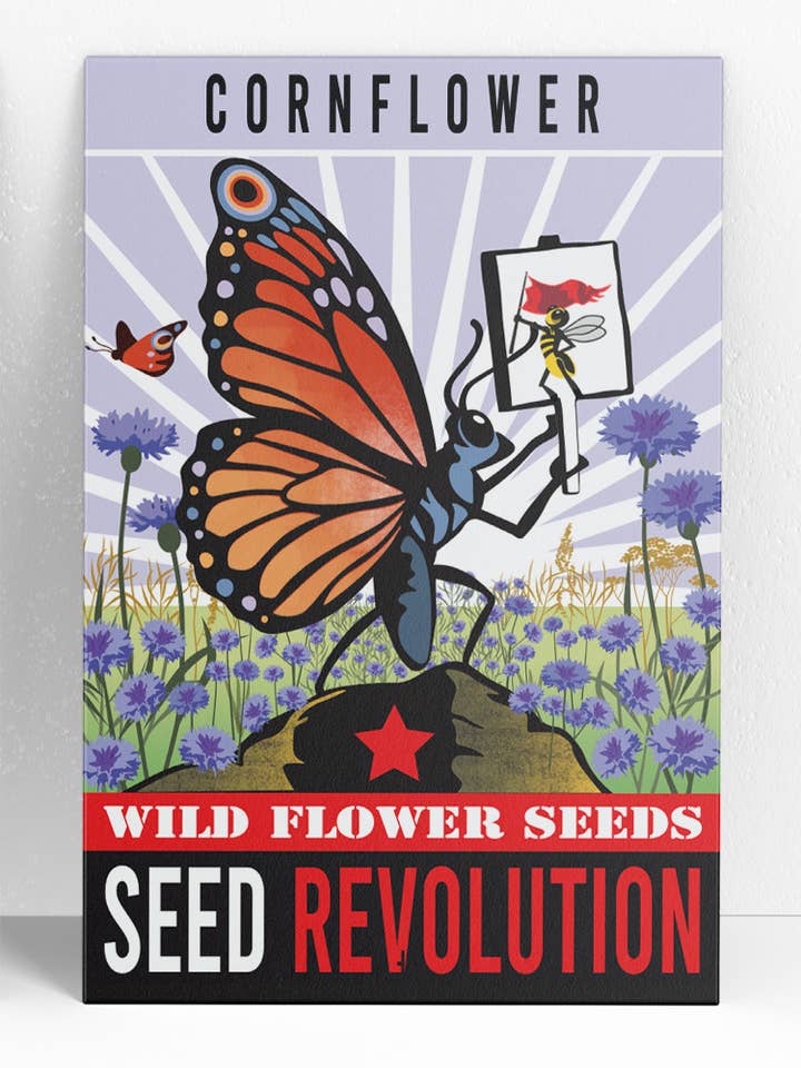 Cornflower Wildflower Seeds – Blue Meadow Classic Flower for wholesale by Seed Revolution