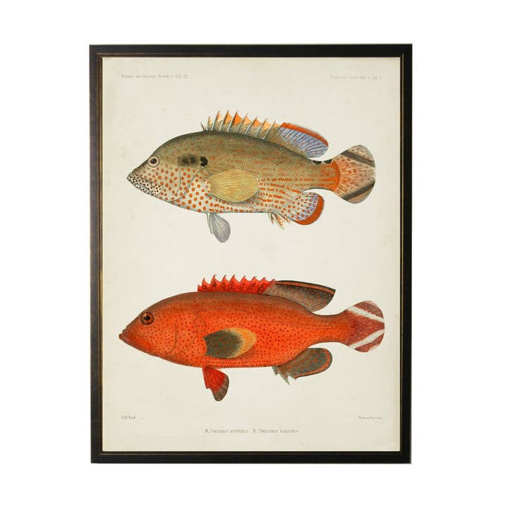 Antique Curiosities Inc - Wholesale Art Print - Double Fish