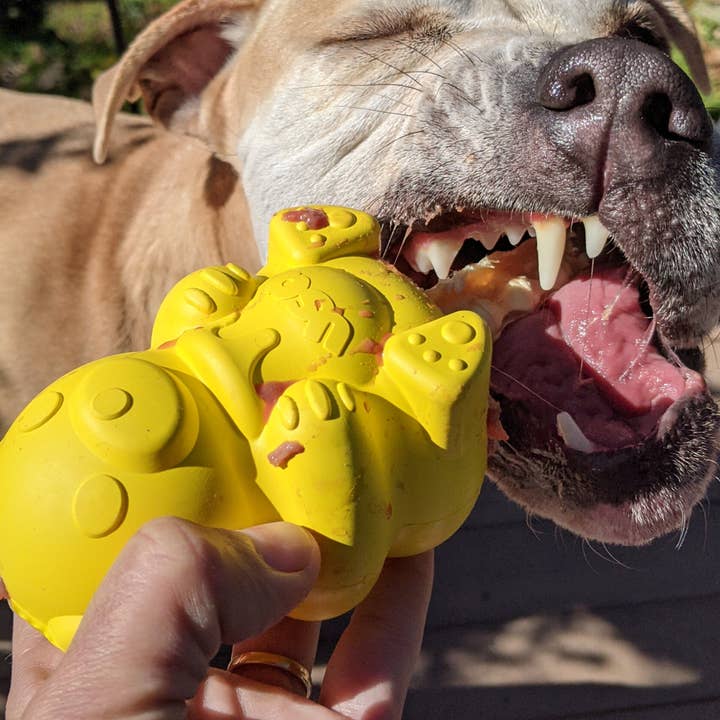 Rover Pet Products - Wholesale Pet chew toy – Dog - Honey Bear - Chew and Enrichment Toy2