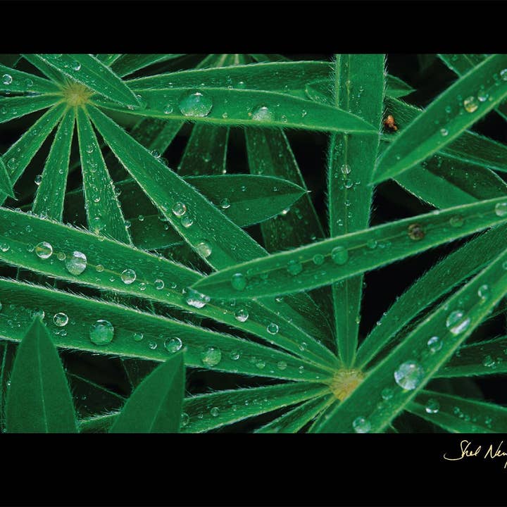 Lupine Leaves · The Gift of Reflection for wholesale by WildArt Photography Greeting Cards