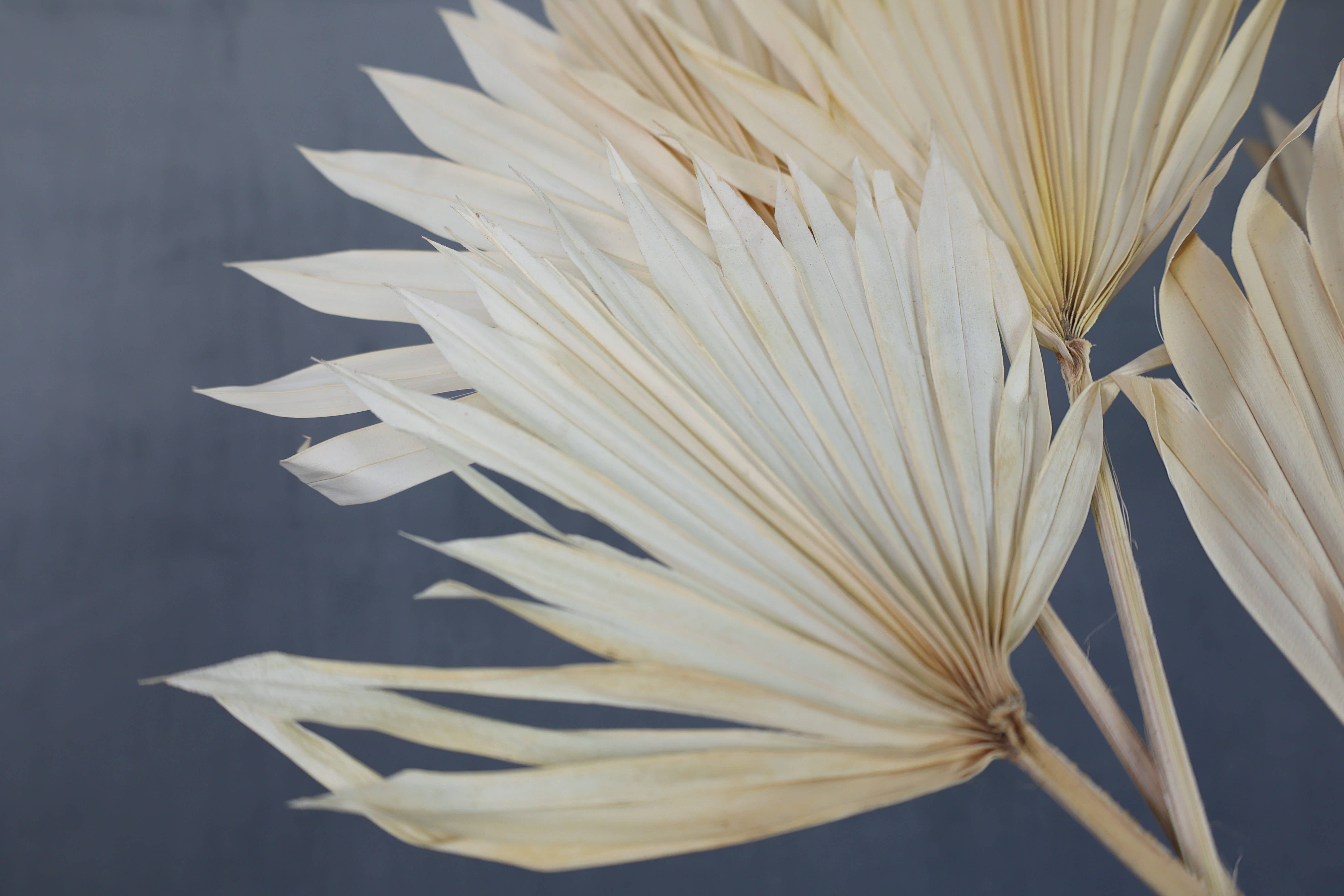 FlowerFantaSee – wholesale Dried/pressed flowers – Dried Sun Palm Leaf Fans -Cream (Set of 5)4
