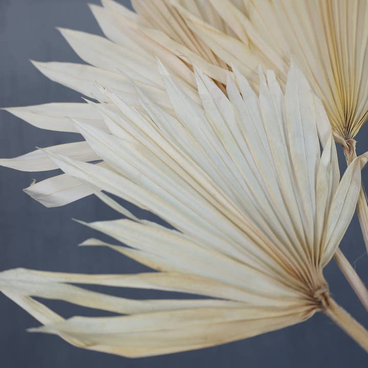 FlowerFantaSee - Wholesale Dried/Pressed Flowers - Dried Sun Palm Leaf Fans -Cream (Set of 5)4