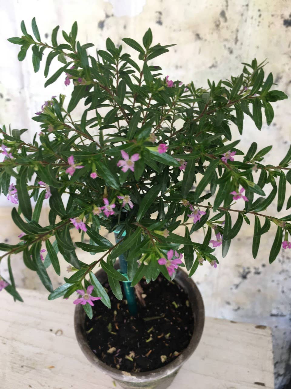 Bella Vintage Home Inc - Wholesale Live Plant - Live Plants- Mexican Heather Topiary Purple2