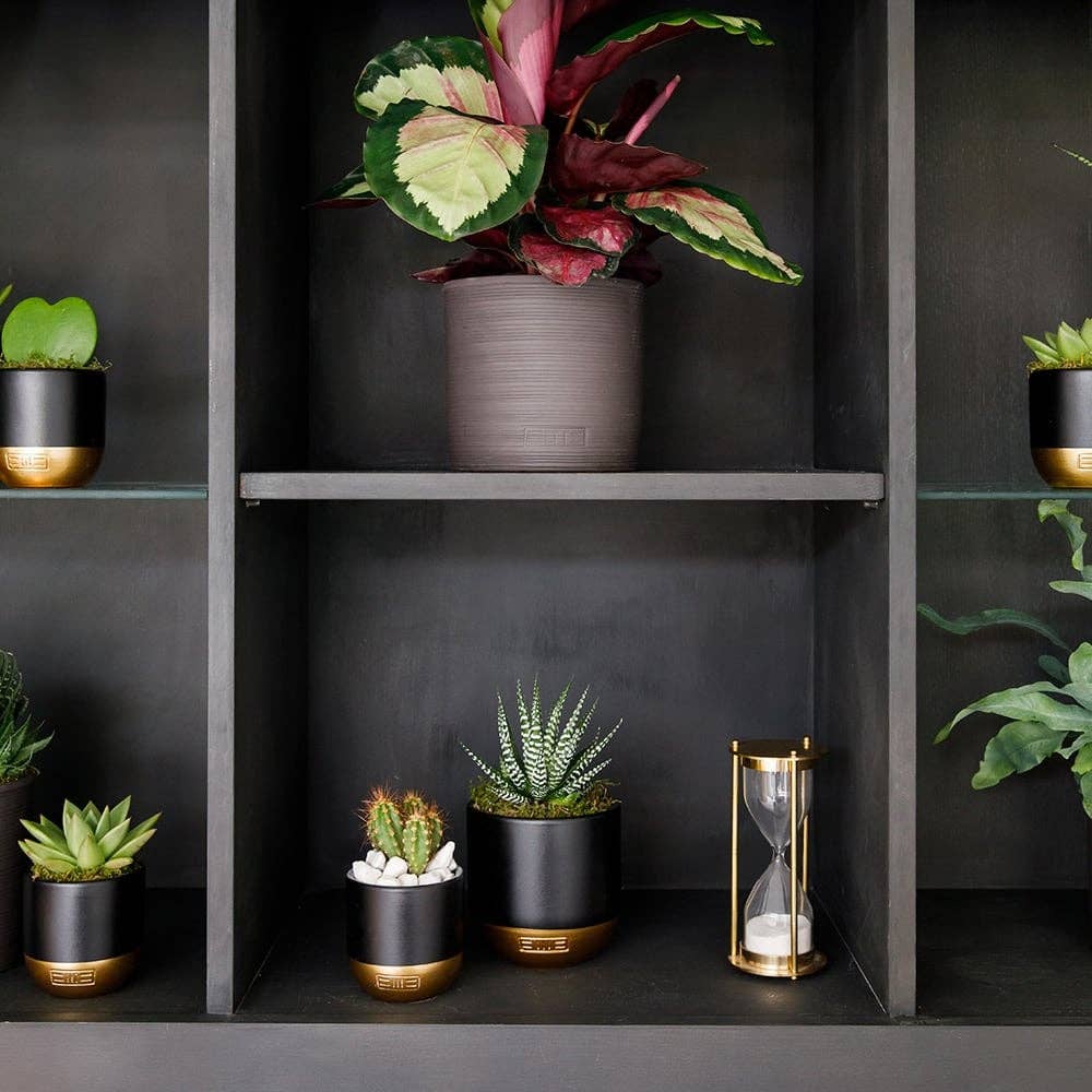 The Little Botanical – wholesale Live plant – Calathea Mix12