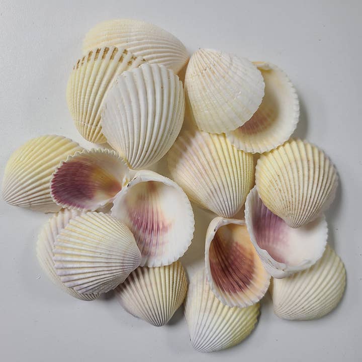 COCKLE YELLOW 1 1/2" -ON SALE (ALREADY DISCOUNTED) for wholesale by Darlene's Shells