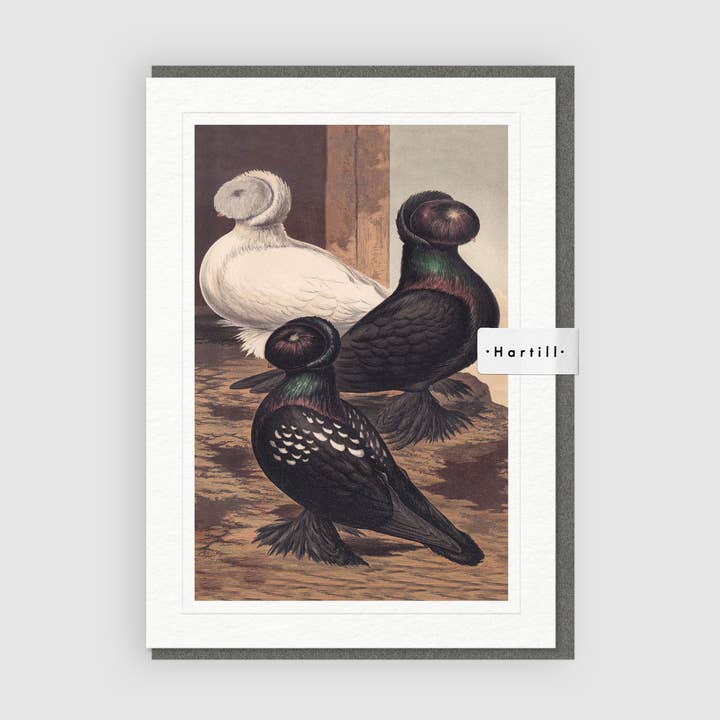 Kunst-Grußkarte Trumpeters Pigeon von J. W. Ludlow für den Großhandel von Hartill