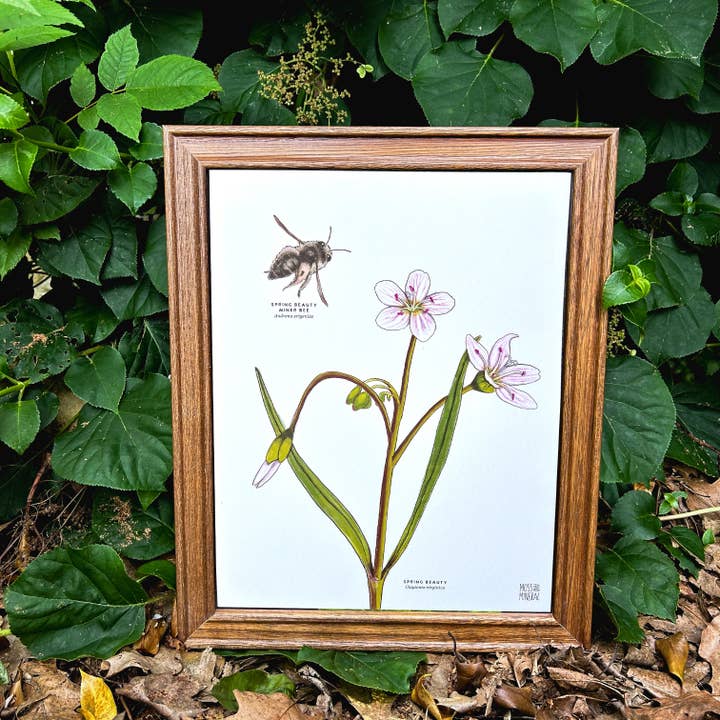 Moss and Mineral - Wholesale Art Print - Spring Beauty Bee and Flower, Botanical Illustration8