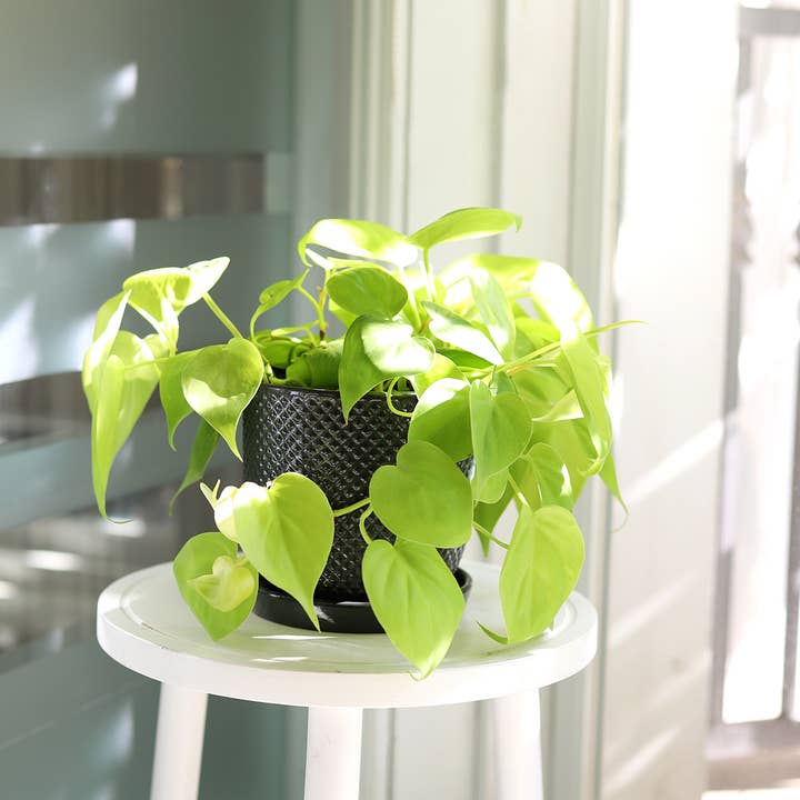 Best Plant Friend - Vente Plante - Pothos Neon - Plantes Pothos - Plantes d'intérieur vivantes - Pot de 4/6 po