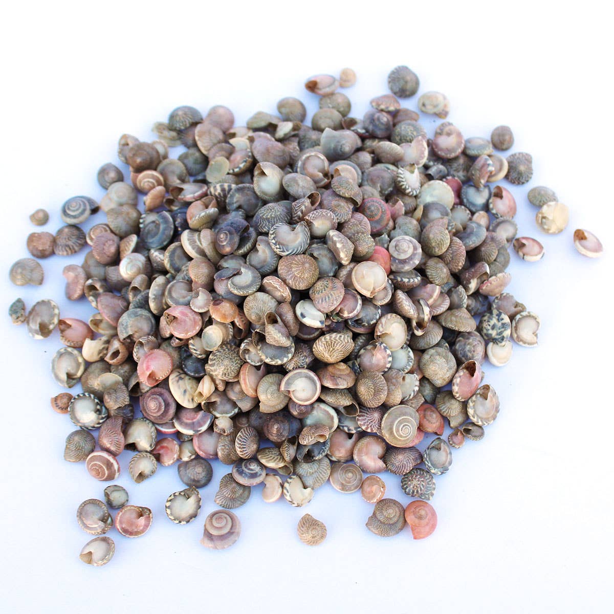 California Seashell Company - Wholesale Craft Supplies - Natural Umbonium Button Top Craft Shells - 1 LB1