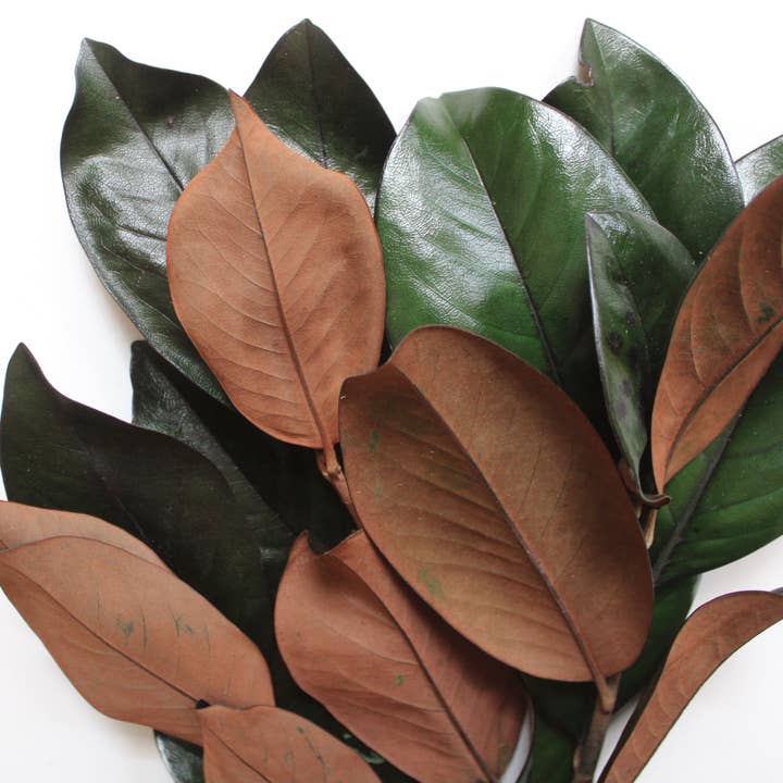 Green Magnolia Stems - Preserved for wholesale on Faire2