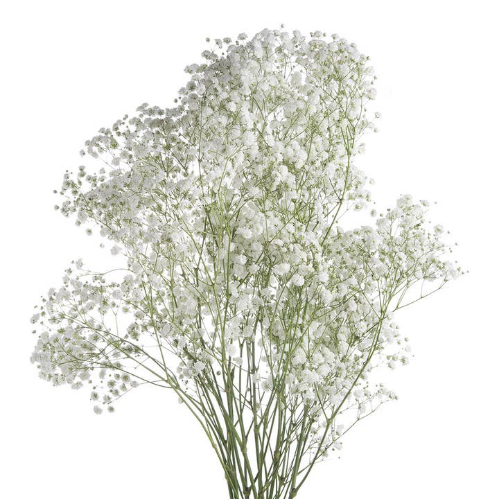Gypsophila White Xlence-Fresh Cut Flowers for wholesale by Metro Flower Market
