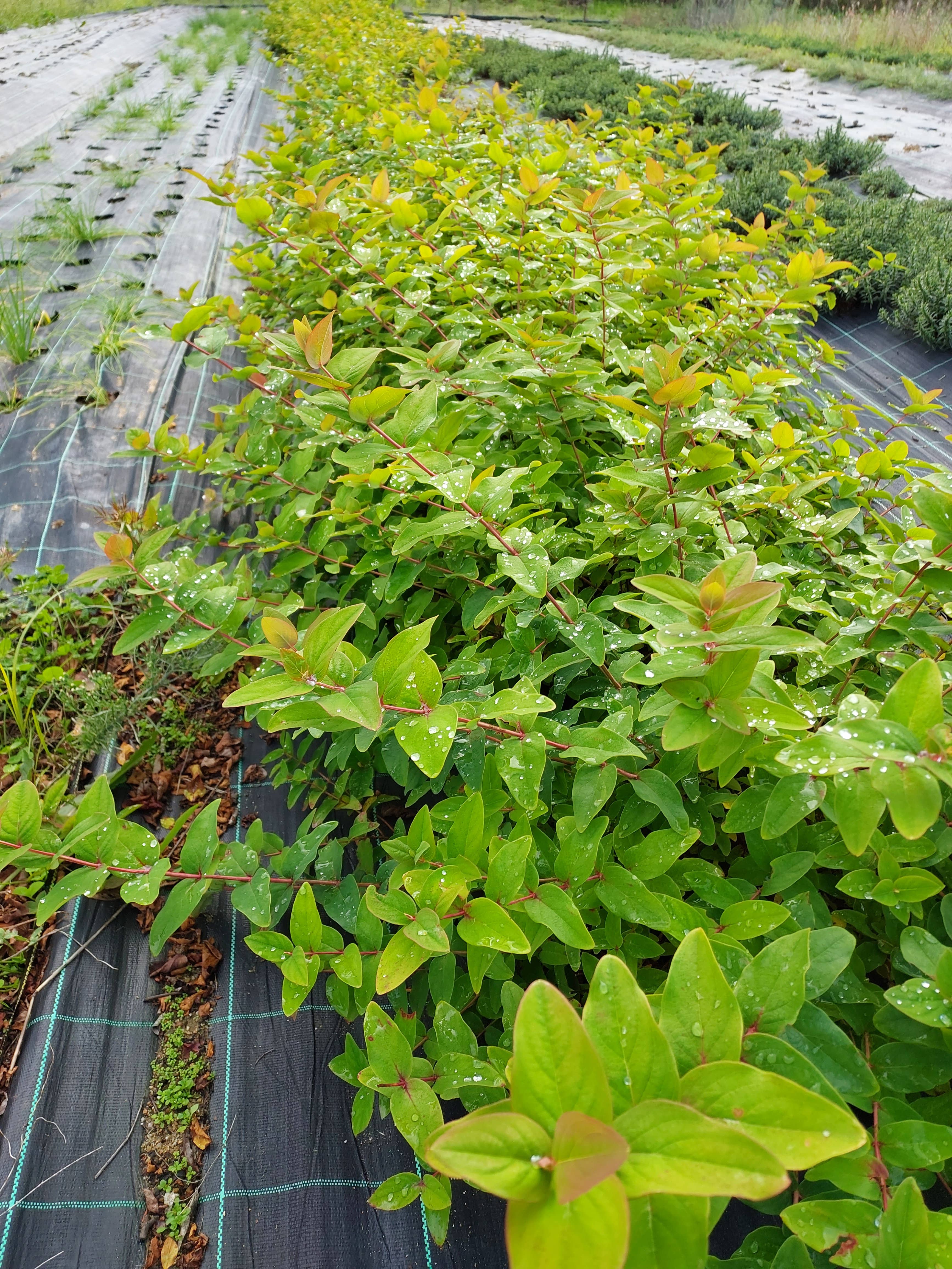 Ervas da Zoé - Wholesale Health/Detox Tea - 31. Herbal tea “St. John's wort of Gerês” Bio 35g2