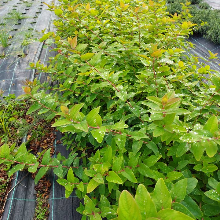 Ervas da Zoé - Wholesale Health/Detox Tea - 31. Herbal tea “St. John's wort of Gerês” Bio 35g2