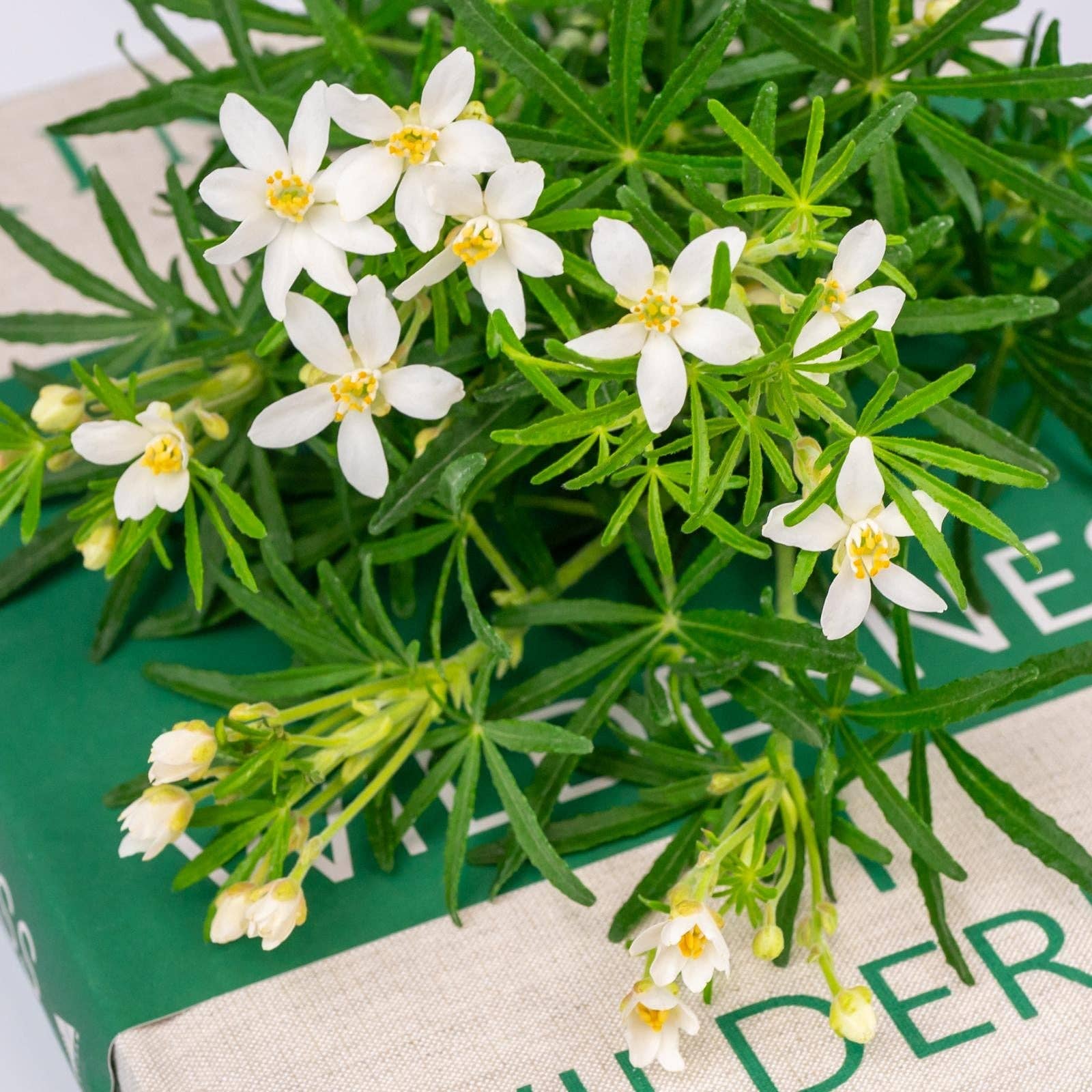 OLOR – Großhandel Reed-Diffusor – Clementine Blossom Mini-Raumduft-Diffuser1