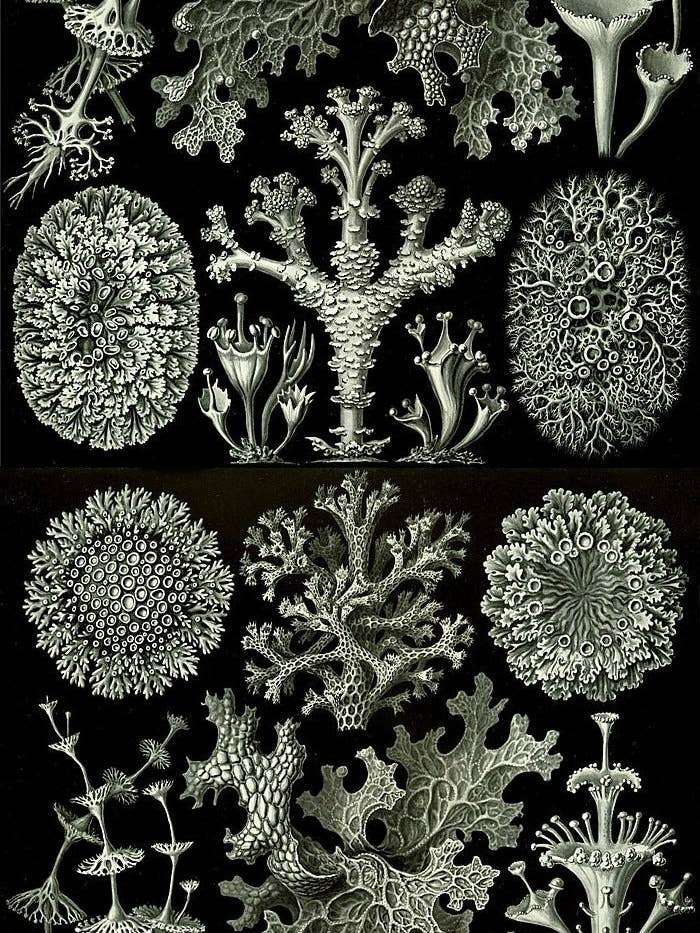 Lav från Ernst Haeckels Kunstformen der Natur från 1904 - Omslagspapper för wholesale av Flashback Shop