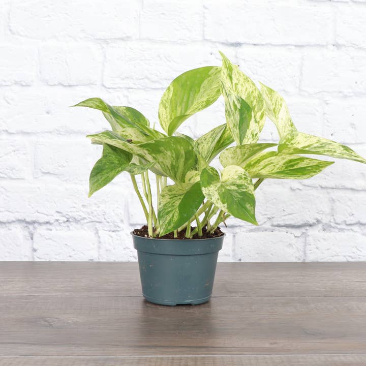 Thorsen's Greenhouse - Wholesale Live Plant - Marble Queen Pothos Plant - Live Plant