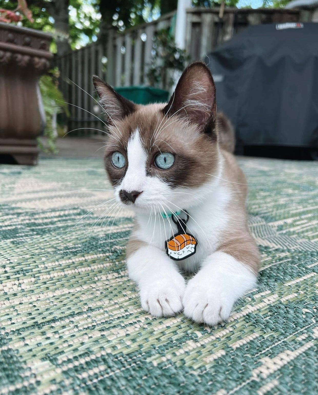 Besties Pets - Wholesale Pet Identification Tag - Cat - Sushi Silicone Cat ID Tag2