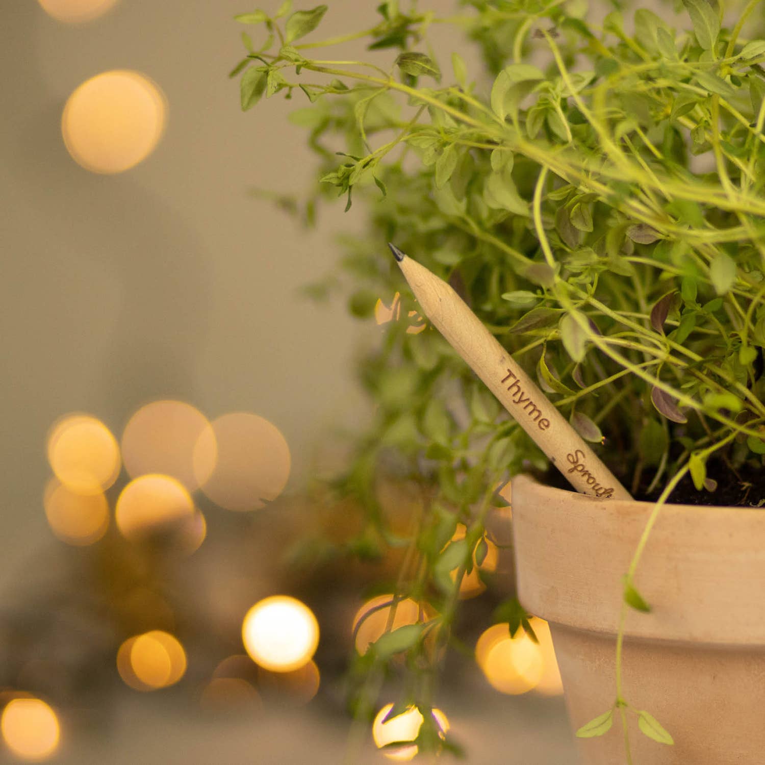 SproutWorld – wholesale Pencil – SproutWorld Plantable Pencils | X-mas · 5 pack6