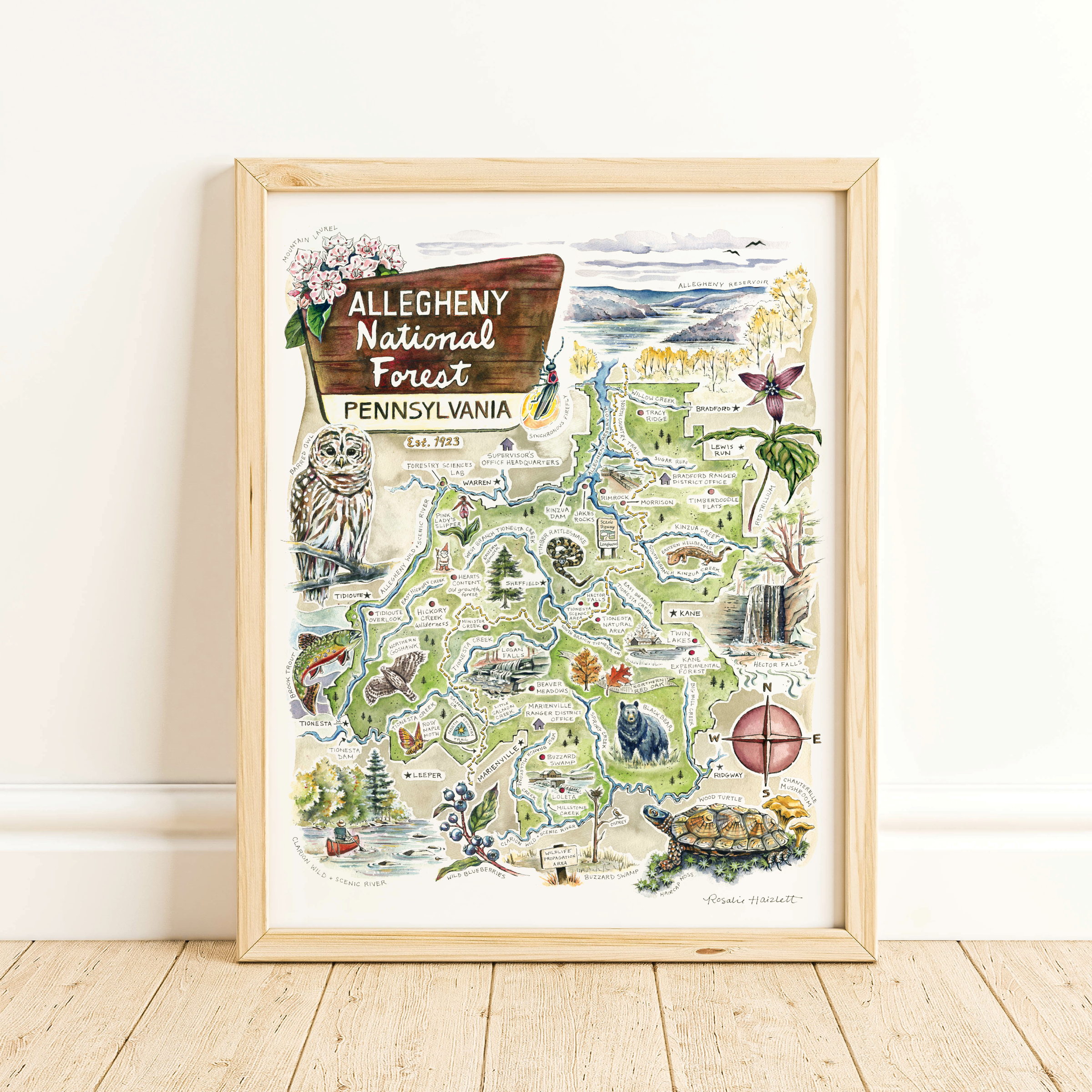 Rosalie Haizlett Illustration – wholesale Map – Allegheny National Forest Illustrated Map1